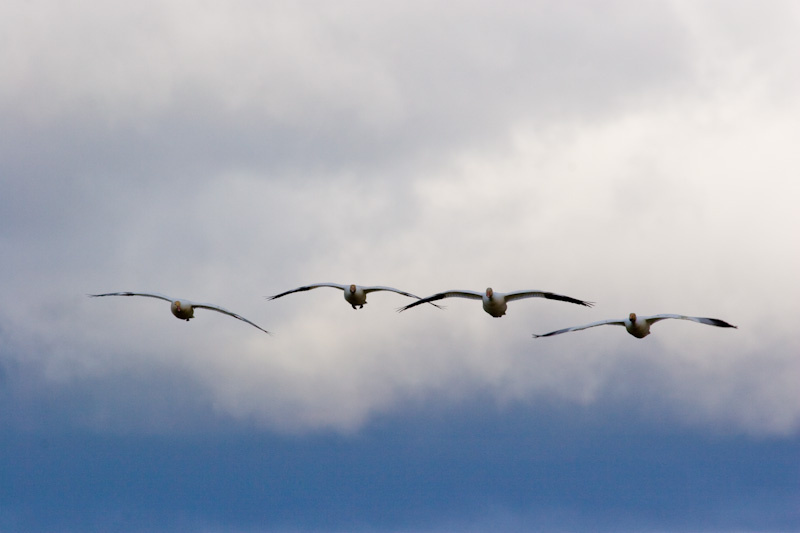 Snow Geese In Flight